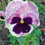 viola