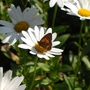 Butterfly_magic_2