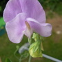 Sweetpaea