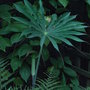 Arisaema consanguineum (Arisaema consanguineum)