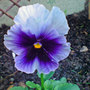 viola