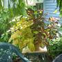 Coleus getting huge