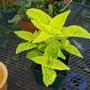 new Coleus