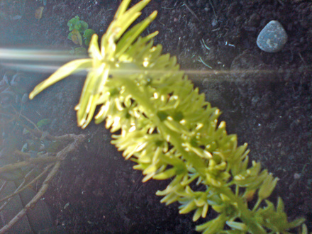 pinapple lily (Eucomis comosa)