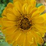 Zinnia (Zinnia elegans)