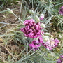 Garden Pinks [Dianthus] 'Parfait Raspberry' 07.08 (Dianthus chinensis)