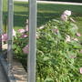 A garden flower photo