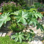 Leaves the size of an umbrella