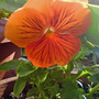 viola