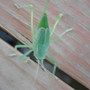 a bit blurry but look at this BUG