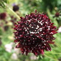 Almost black Scabious (Scabiosa 'Chile Black')