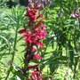 Lobelia 'Fan Burgundy' (Lobelia 'Fan Burgundy')