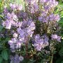 Hebe 'Caledonia' (Hebe 'Caledonia')