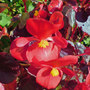 begonia (begonia semperflorens)