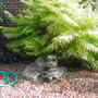 daughters tiger eye tree (rhus)