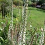 Veronicastrum virginicum