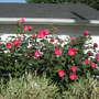 daughters Hibiscus