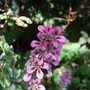 Francoa sonchifolia