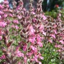 Germander (Teucrium)