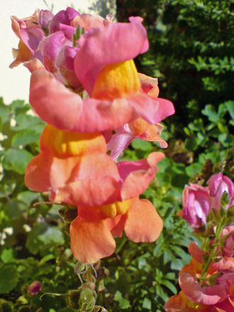 antirrhinum (Antirrhinum)