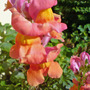 Antirrhinum