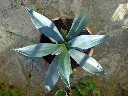 agave 01 (Agave americana (Century plant))