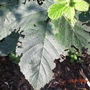 Balckberry Bush 2