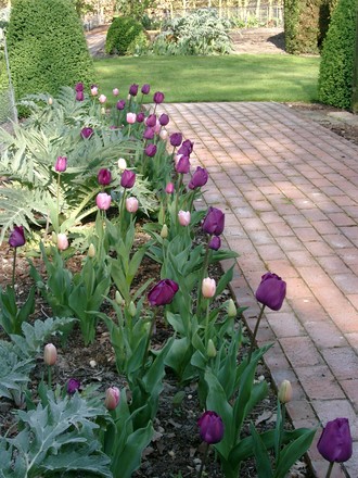 Tulips Esther & Negrita
