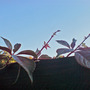 Dsc00074_edited