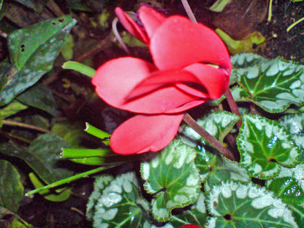 cyclamen at night (Cyclamen hederifolium)