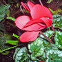 cyclamen at night (Cyclamen hederifolium)