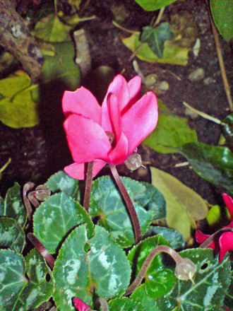 cyclamen at night (Cyclamen hederifolium)