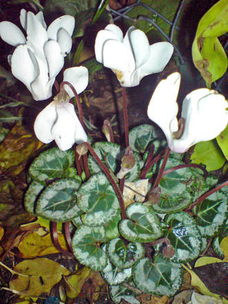 cyclamen at night (Cyclamen hederifolium)