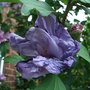 Hibiscus syriacus 'Lady Bracknell' - after (Hibiscus syriacus)