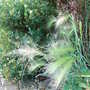 Hordeum jubatum