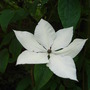 Clematis_florida__sieboldii__-_sport