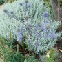 Eryngium planum (Eryngium planum)