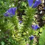 ? Does Any1know name of this Plant Plez :)
