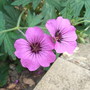 Geranium cinereum subsp subcaulescens (Geranium cinereum subsp subcaulescens)