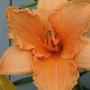 daylily 'Dollhouse' (hemerocallis)