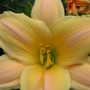 daylily (hemerocallis)
