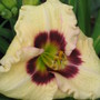 daylily 'siloam ury winniford' (hemerocallis)