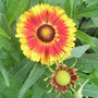 Gaillardia? (Gaillardia 'St Clements')