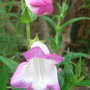 Penstemon - 6 (Penstemon)