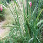Sesleria autumnalis (Sesleria autumnalis)