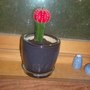 Nick (gymnocalycium, hylocereus undatus)