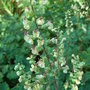 Teucrium scorodonia 'Crispum Marginatum' (Teucrium scorodonia 'Crispum Marginatum')