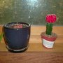 If plants could talk ... (gymnocalycium, hylocereus undatus)