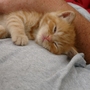 Little Ted