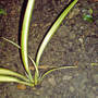 phormium 'Cream Delight' (Phormium cookianum (Mountain flax))